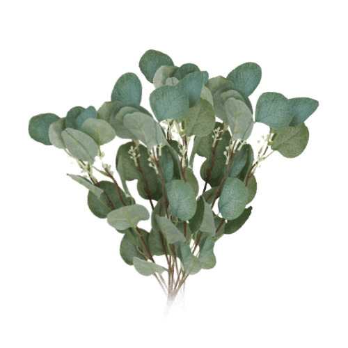 Okaliptus
