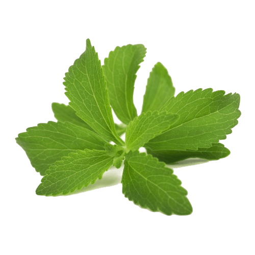 Stevia Şeker Otu